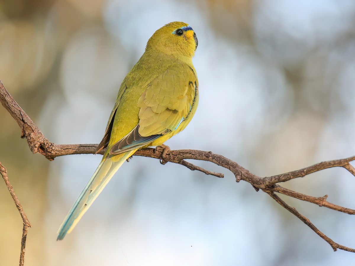 Elegant Parrot - Neophema elegans - Birds of the World