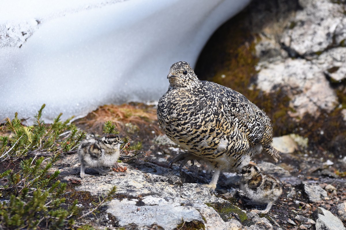 White-tailed Ptarmigan - Christopher Lindsey