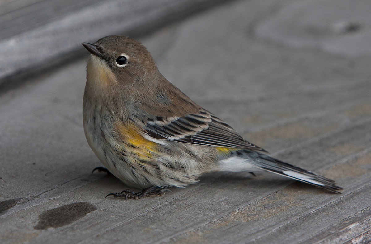 Yellow-rumped Warbler - Phil Green