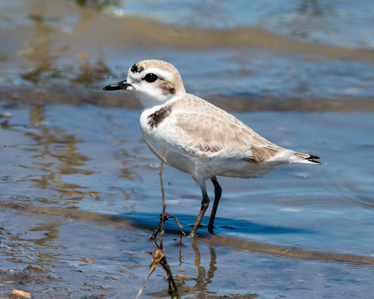 Snowy Plover - Jack Chiles
