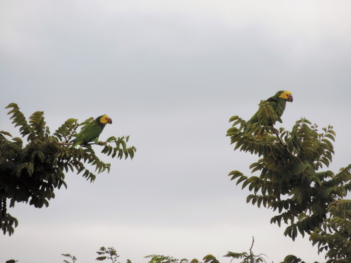 Yellow-faced Parrot - ML64742621