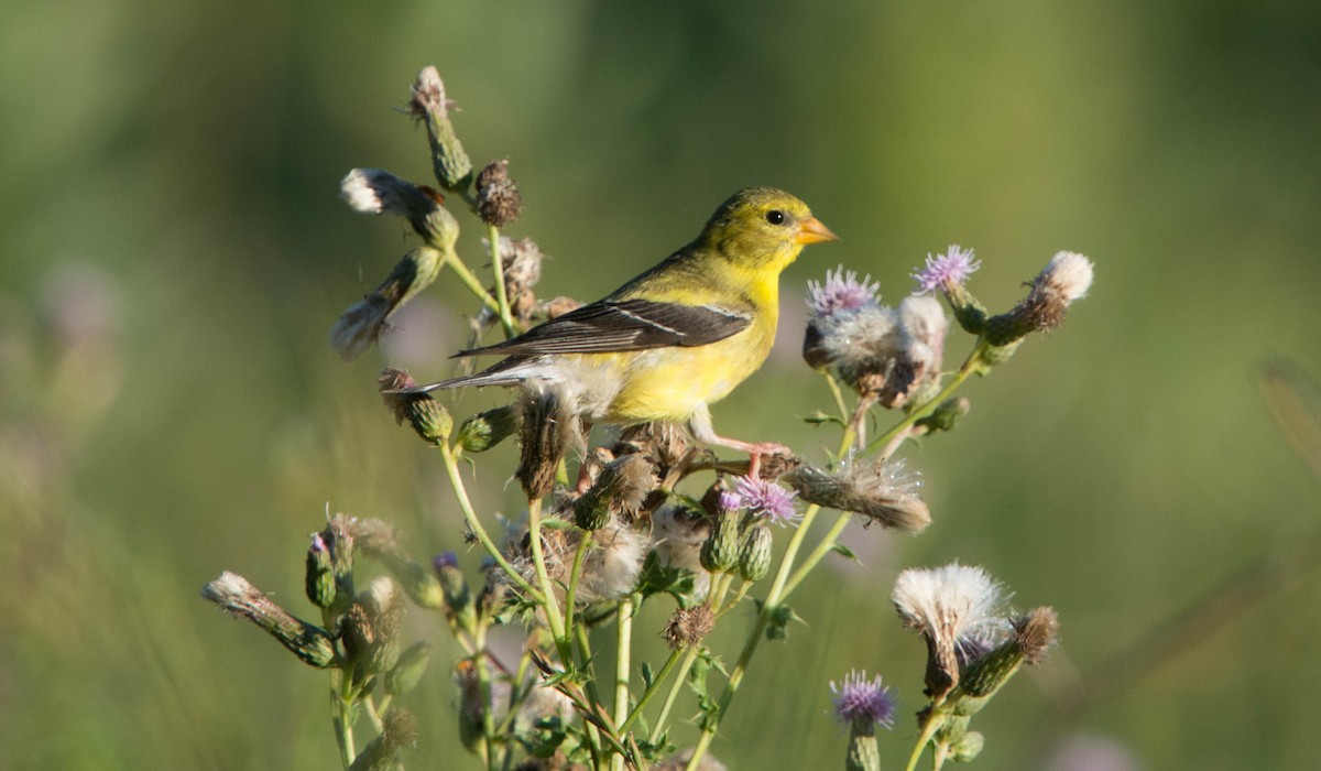 American Goldfinch - Louis Lemay
