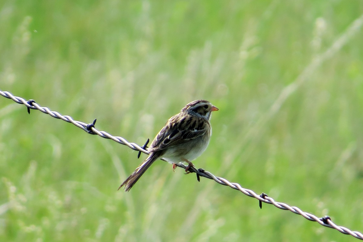 Clay-colored Sparrow - ML64744421