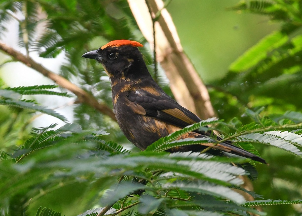 Flame-crested Tanager - Roy Wiering
