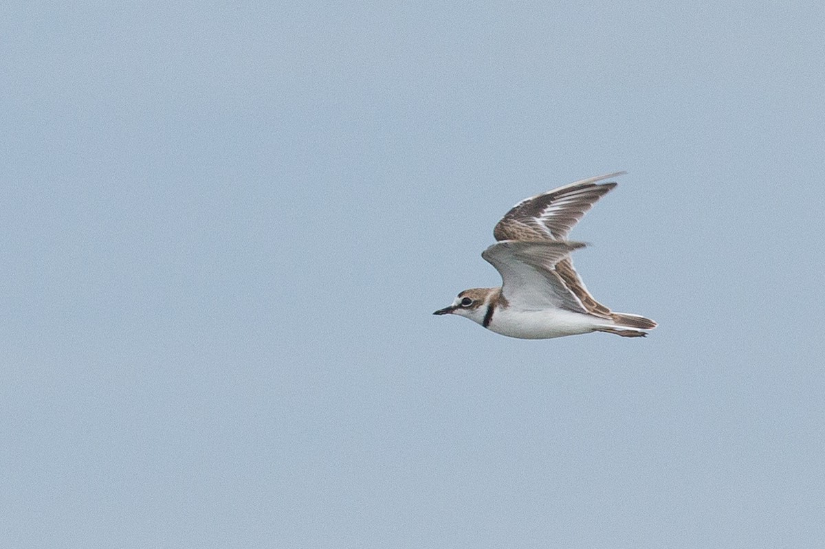 Collared Plover - ML64746201