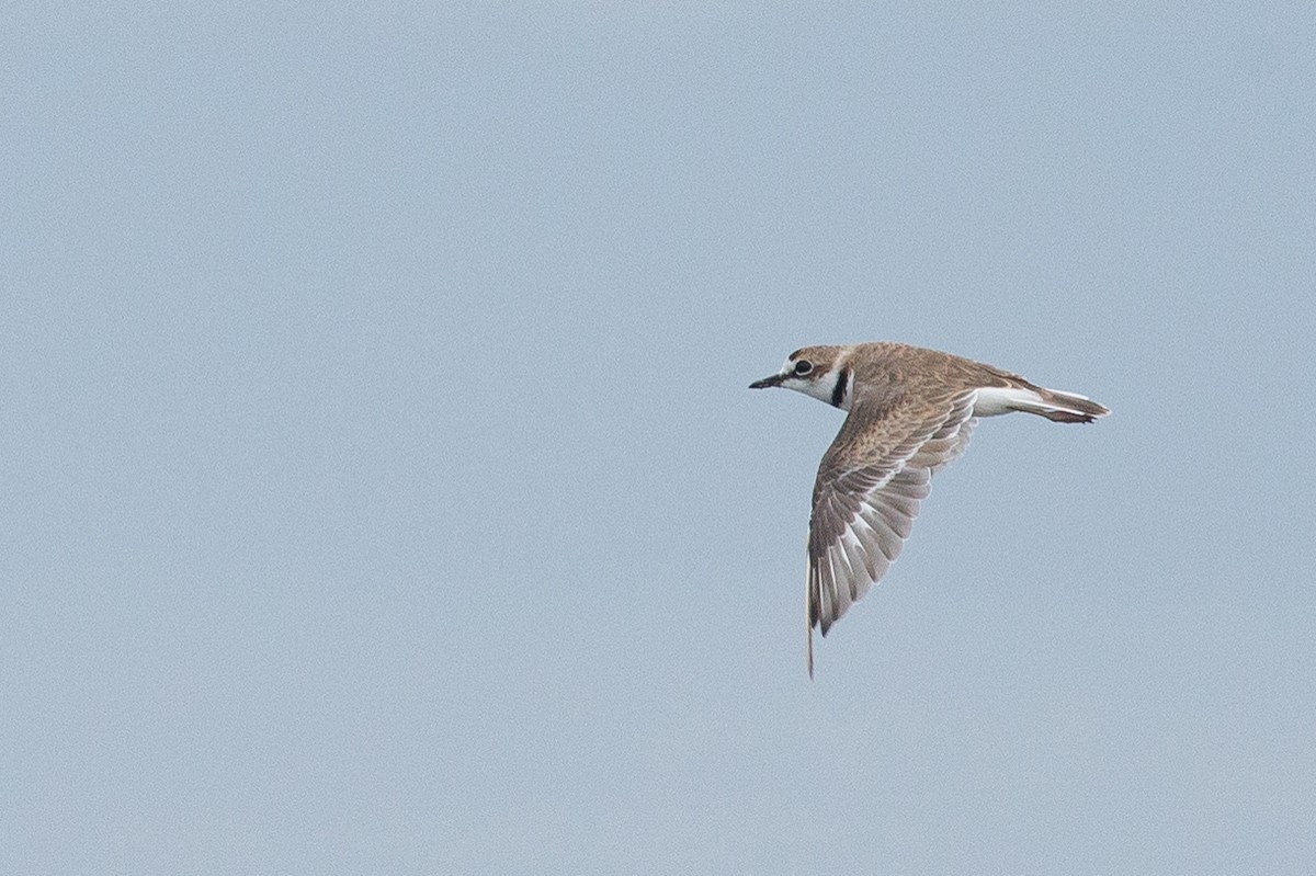 Collared Plover - Chris Wood