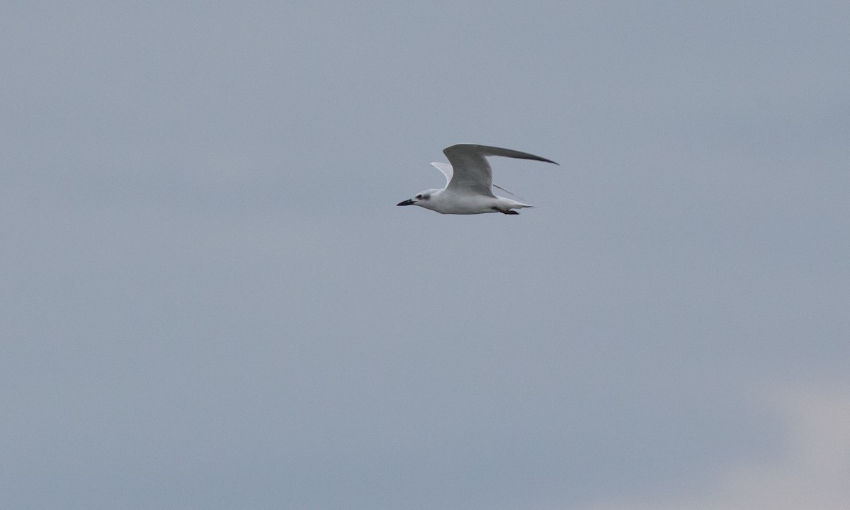 Gull-billed Tern - Chris Wood