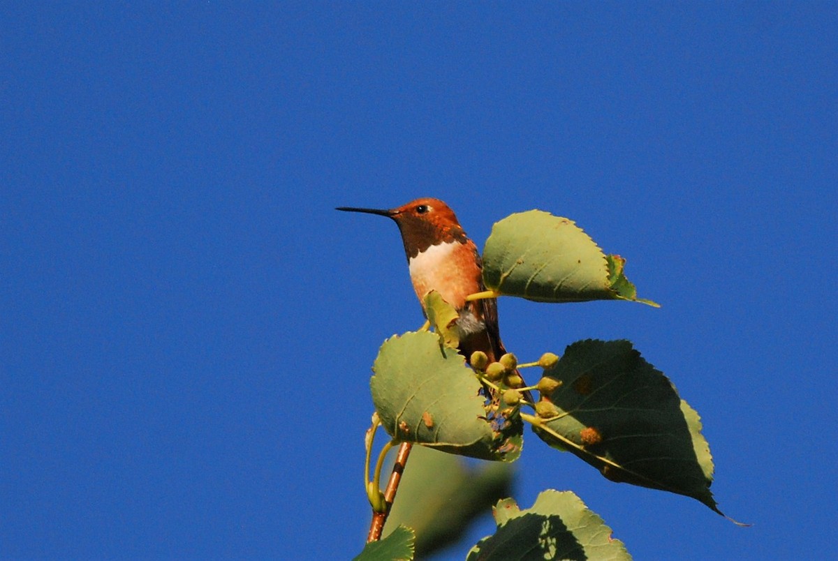 Rufous Hummingbird - Liz Harper