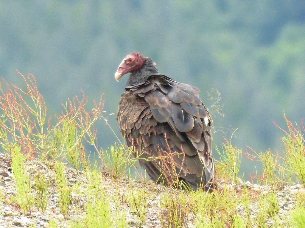 Turkey Vulture - Patty Rose