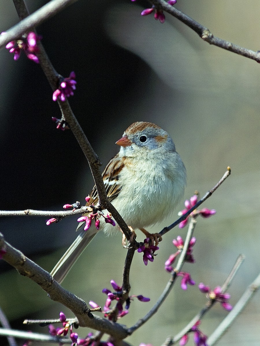 Field Sparrow - Gary Mueller