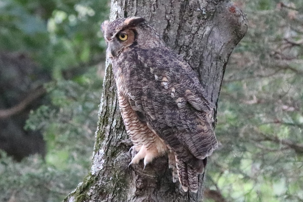 Great Horned Owl - Diane Peterson