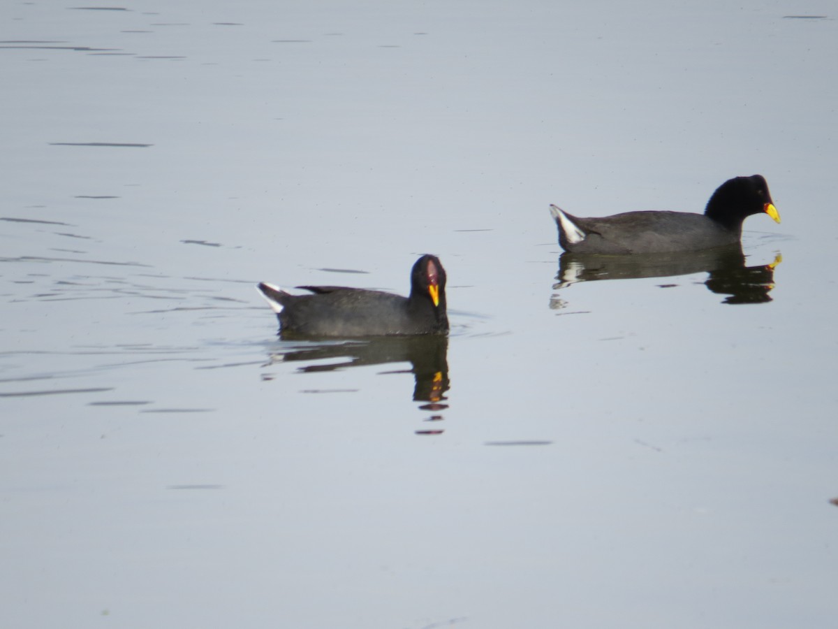 Red-fronted Coot - ML64755971