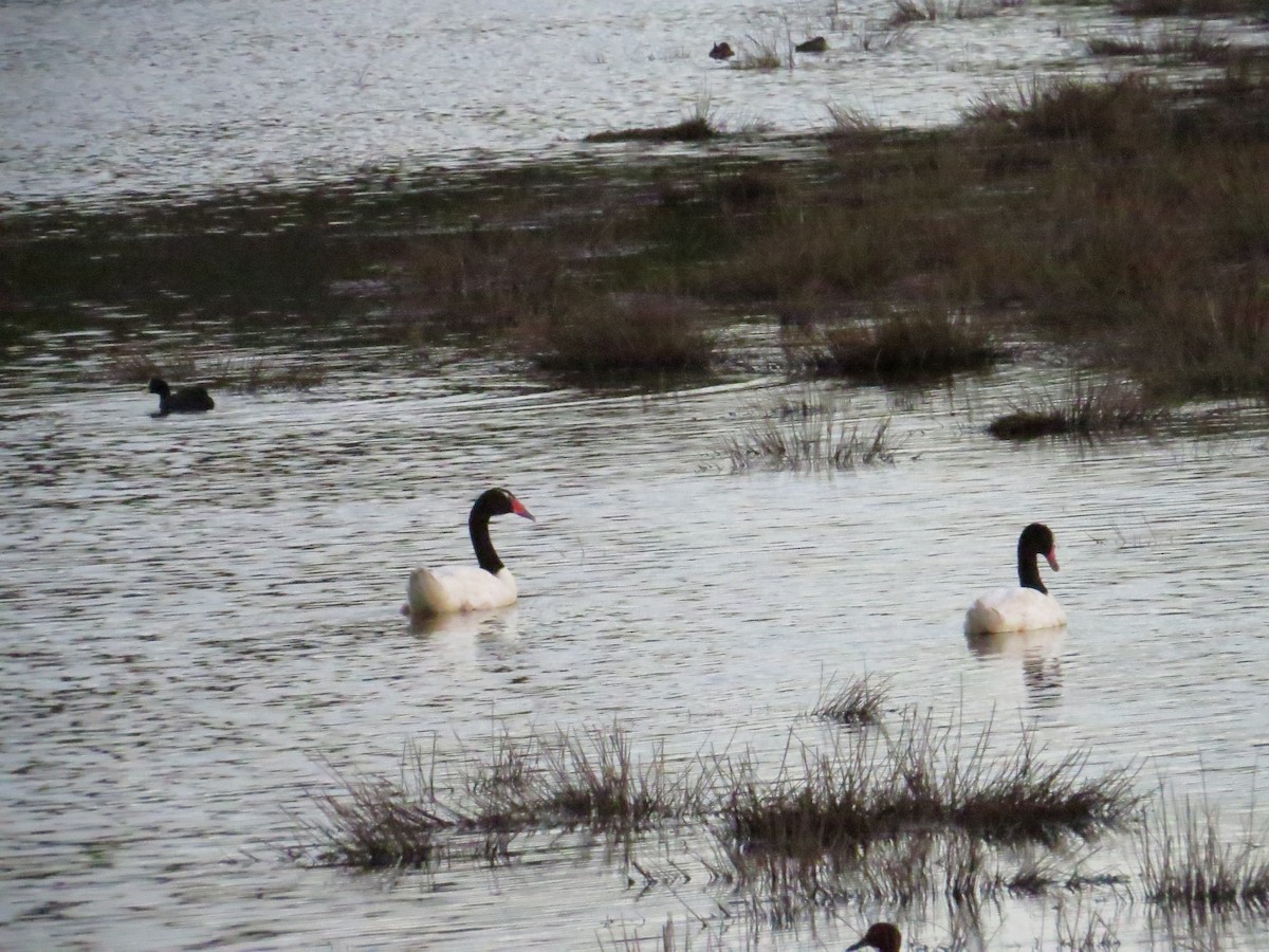 Black-necked Swan - ML64756231