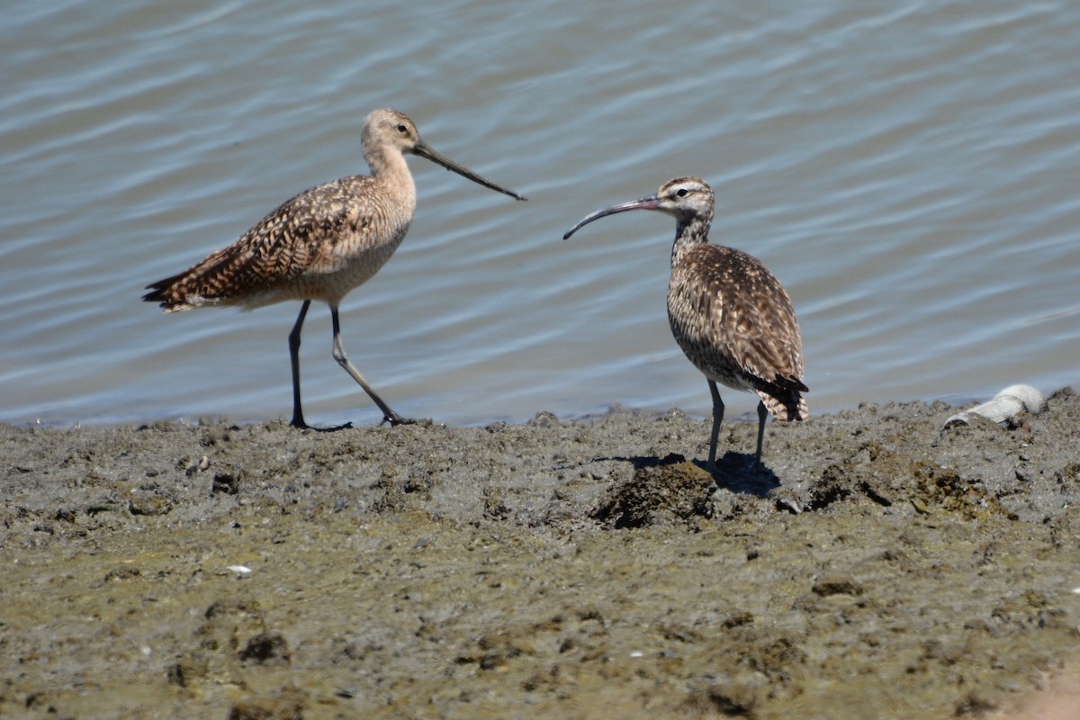 Whimbrel - Will Brooks