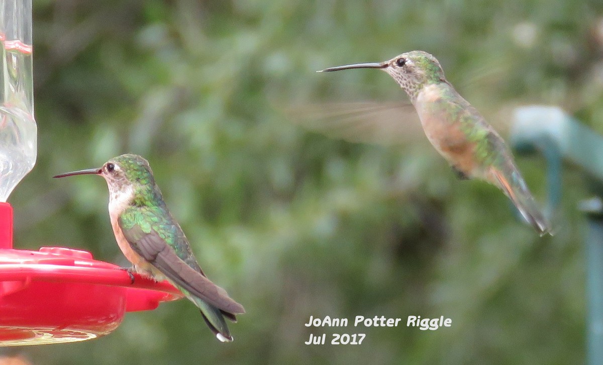 Broad-tailed Hummingbird - ML64761571