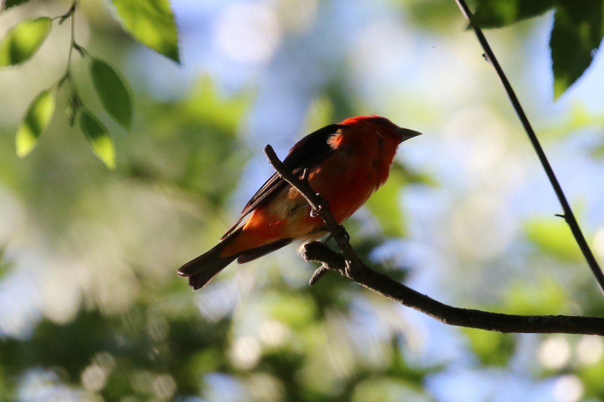 Scarlet Tanager - Scott Townley