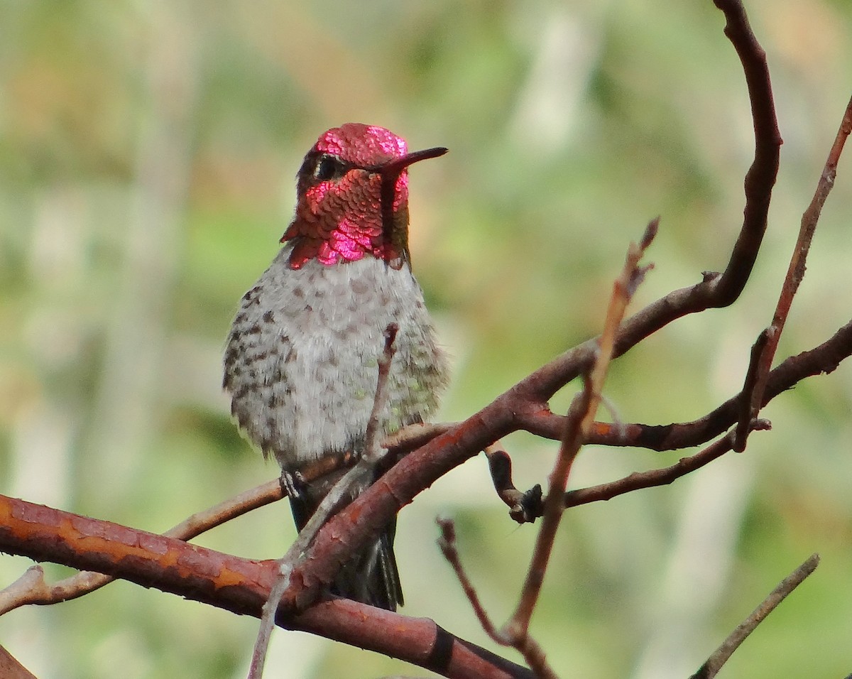 Anna's Hummingbird - ML64762991