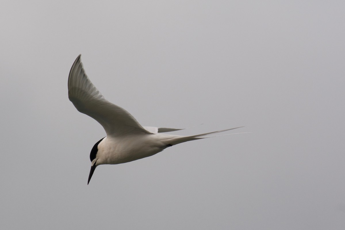 White-fronted Tern - Ben Davis