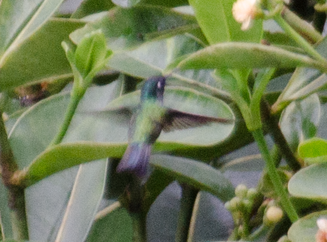 Violet-headed Hummingbird - Tyler Ficker