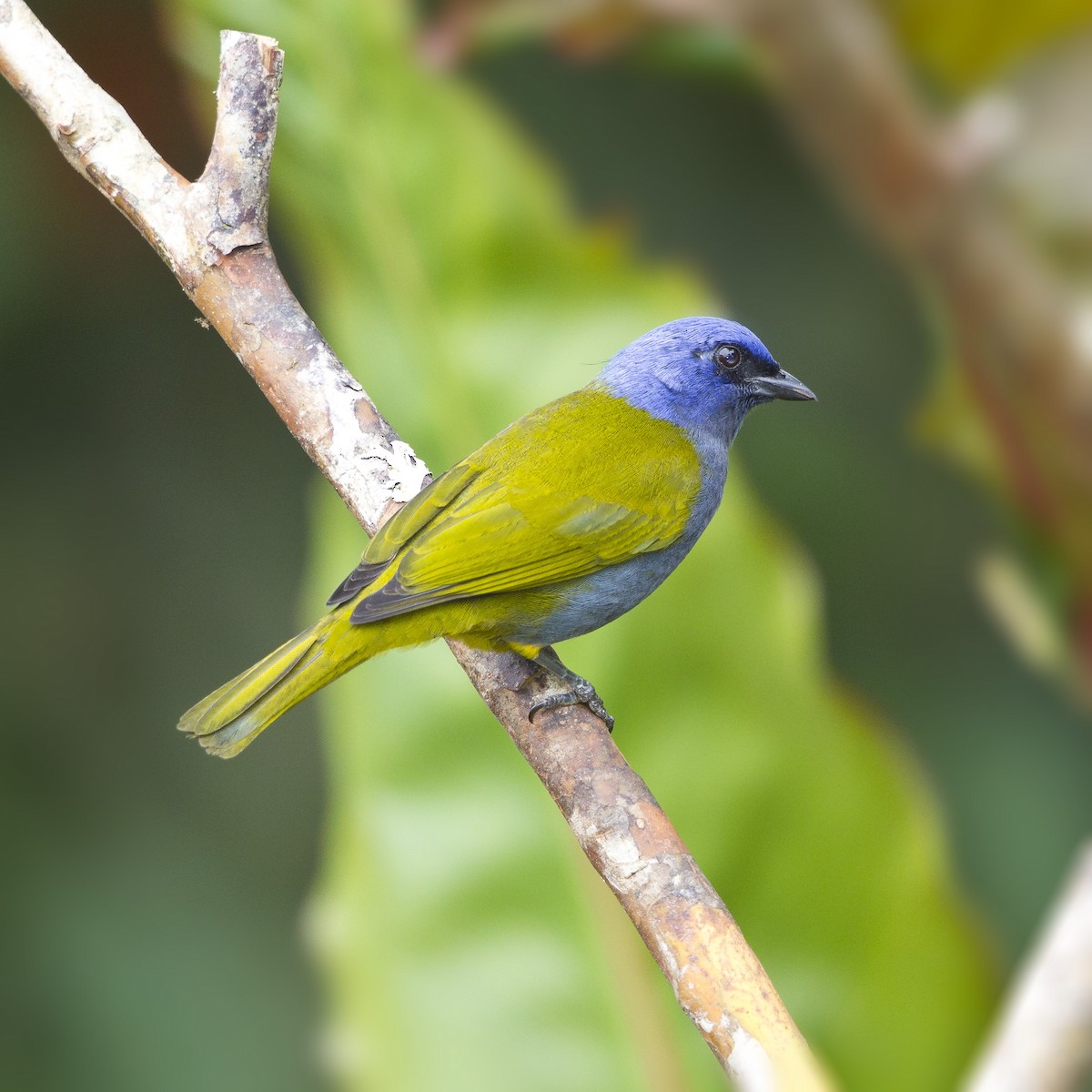 Blue-capped Tanager - ML64769151