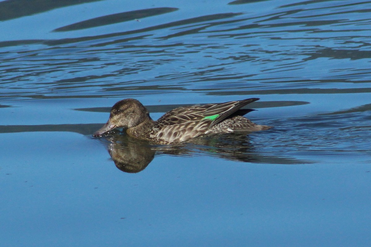 Green-winged Teal - Donna Bragg