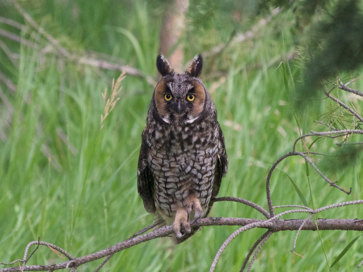 Long-eared Owl - Josh Fairchilds
