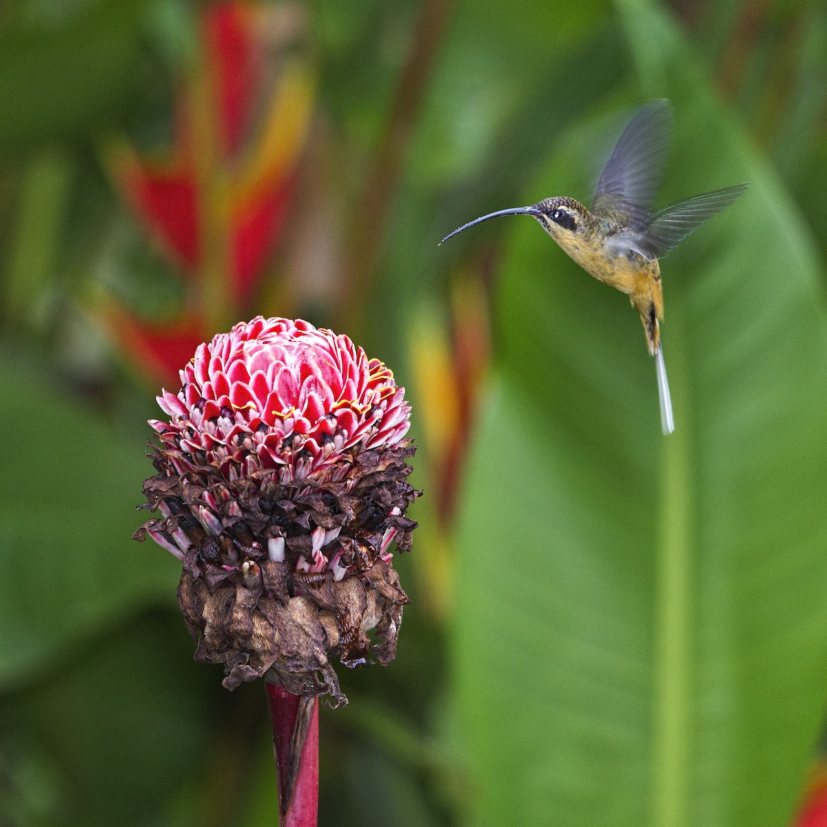 Tawny-bellied Hermit - Peter Hawrylyshyn