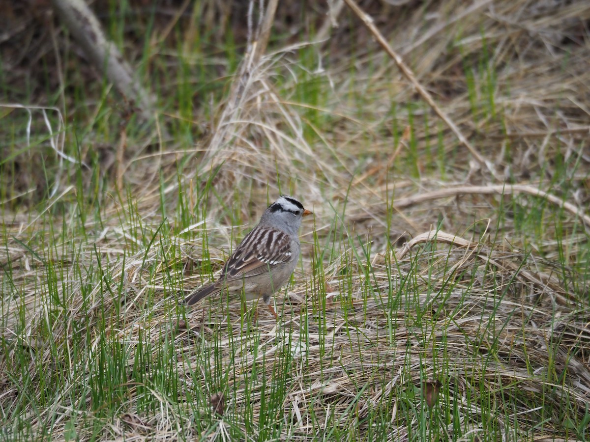 White-crowned Sparrow - ML64773041