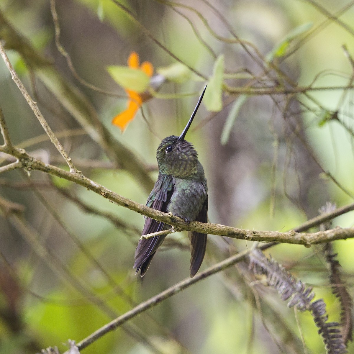 kolibřík zelenočelý - ML64774521