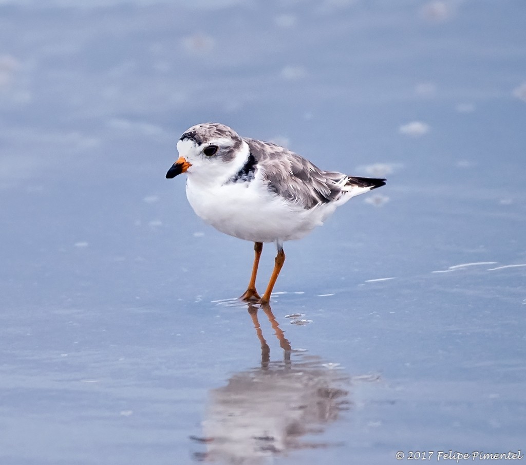 Piping Plover - ML64774941