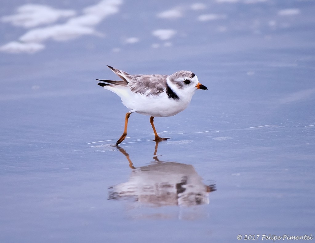 Piping Plover - ML64774951