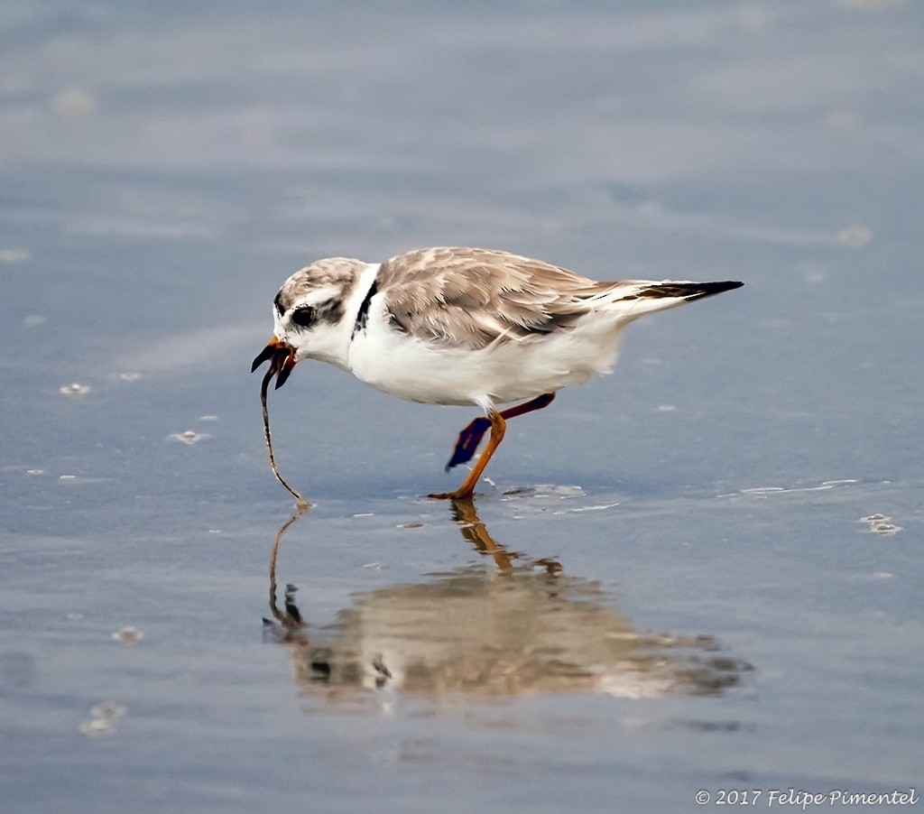 Piping Plover - ML64774961