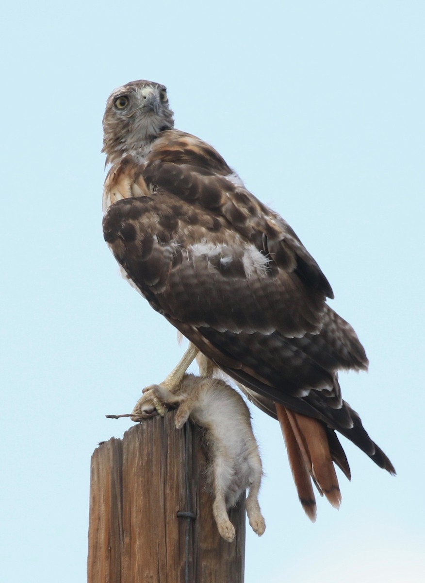 Red-tailed Hawk - ML64778741
