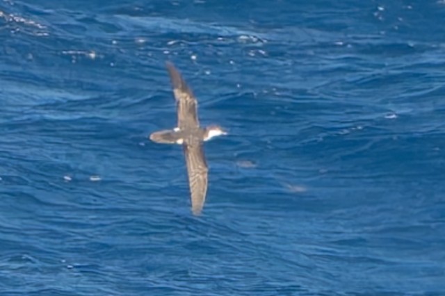 Sargasso Shearwater
