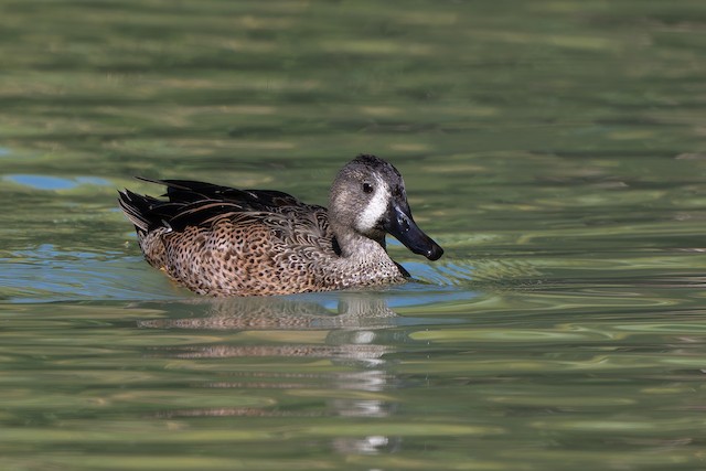 Blue-winged Teal
