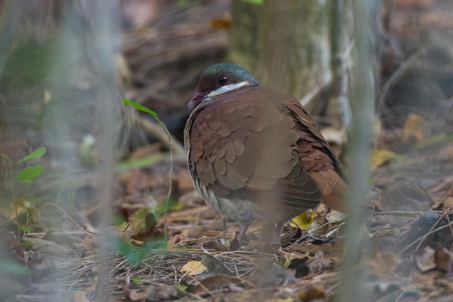 Key West Quail-Dove