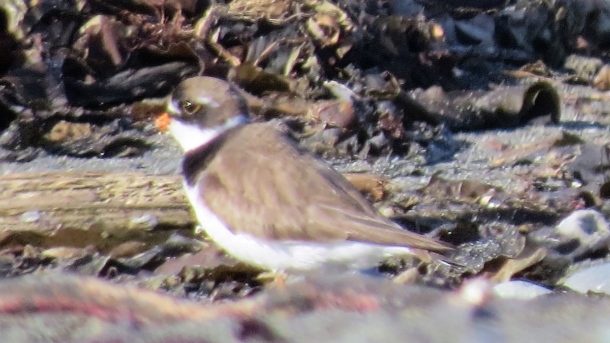 Semipalmated Plover - ML64780181