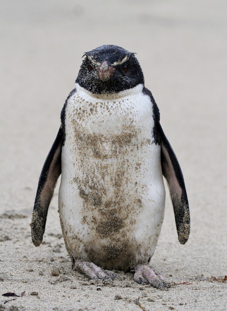 Fiordland Penguin - ML64781781