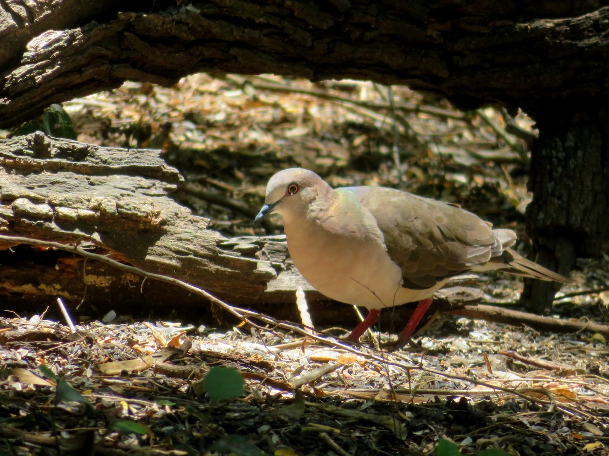 White-tipped Dove - Margaret Higbee