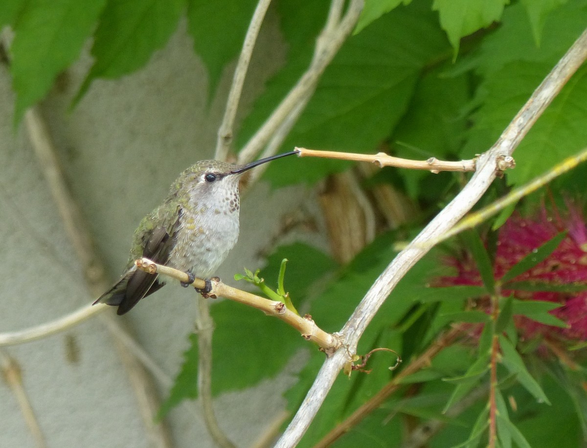 Anna's Hummingbird - Kaylin Ingalls
