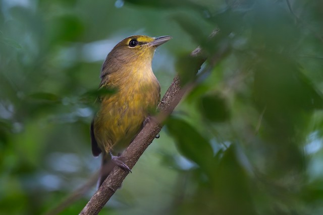 Thick-billed Vireo