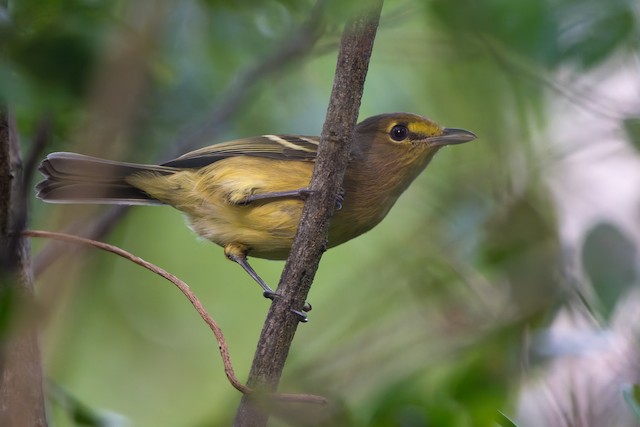 Thick-billed Vireo