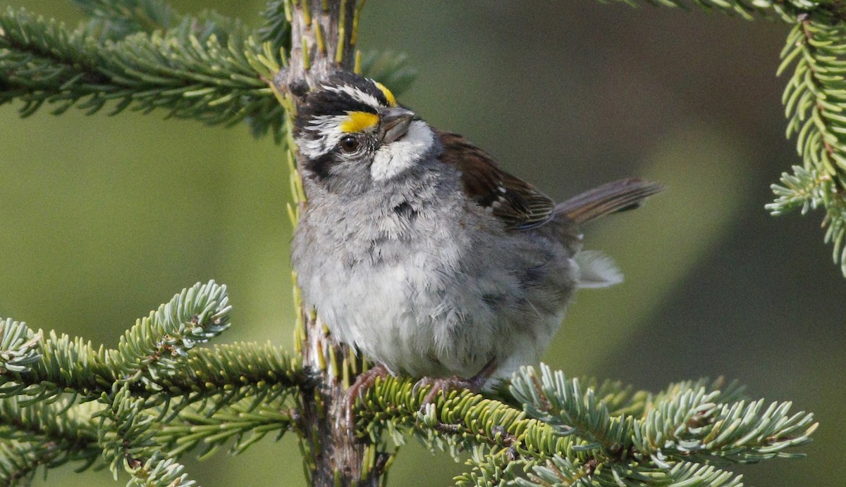 White-throated Sparrow - ML64784521