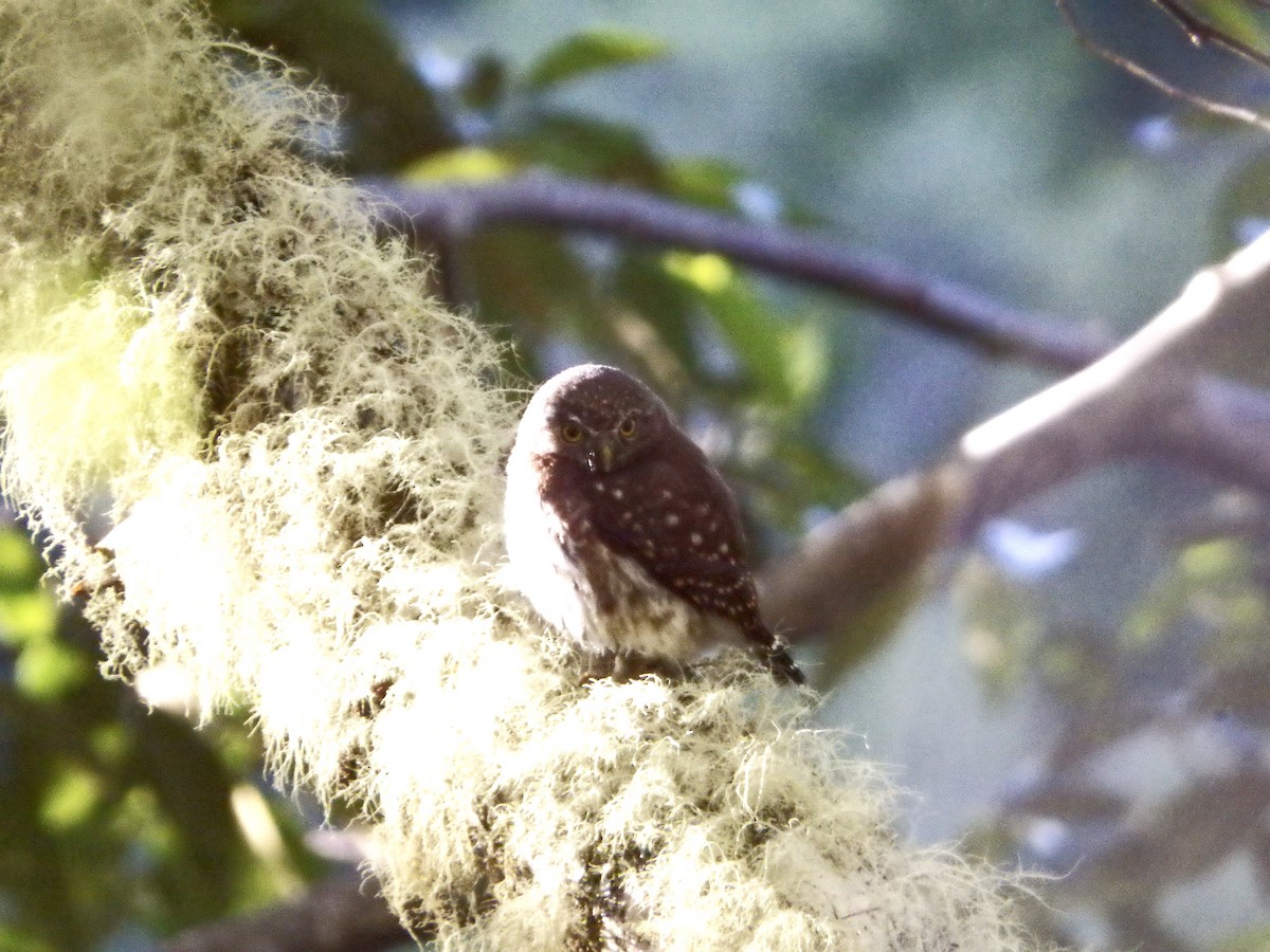 Costa Rican Pygmy-Owl - Craig Jackson
