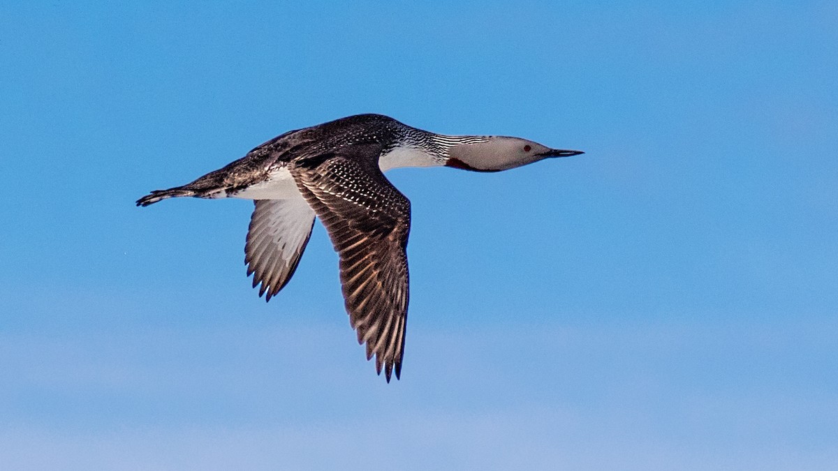 Red-throated Loon - Eric Gofreed