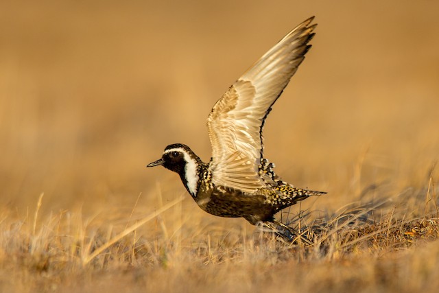 Definitive Alternate Male American Golden-Plover. - American Golden-Plover - 