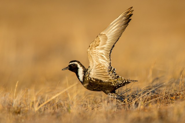 Definitive Alternate Male American Golden-Plover. - American Golden-Plover - 