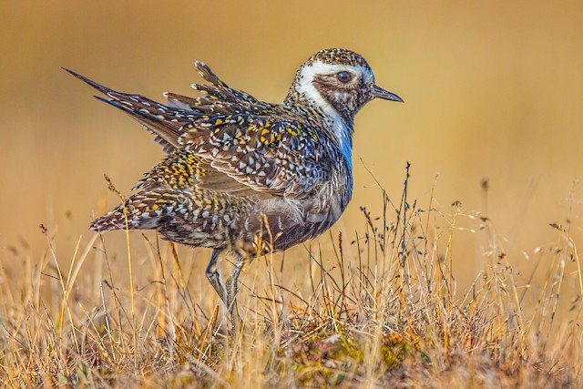 First Alternate American Golden-Plover, possible Female. - American Golden-Plover - 