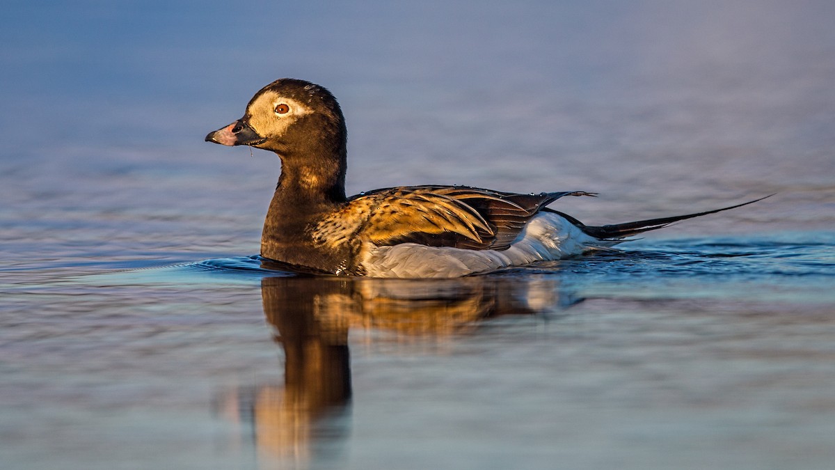 Long-tailed Duck - Eric Gofreed