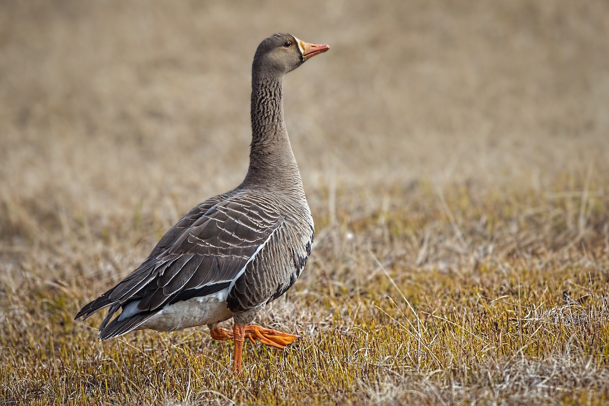 Greater White-fronted Goose - ML64787661